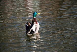 鸭王高清在线观看,揭秘网络影视的视听盛宴  第2张